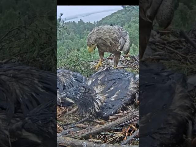 Eagle dad bring one more fish #whitetaleeagle #eaglet #fish #shorts #eaglenest