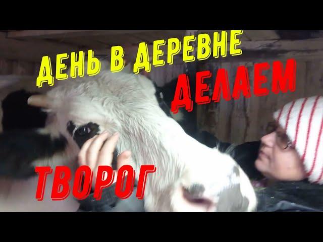 День в деревне.Коровы, молоко.Готовим  разный творог#буднивдеревне #домвдеревне #корова