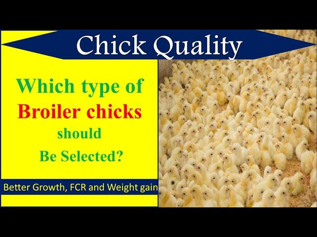 Chick Quality assessment in poultry | Griffin poultry