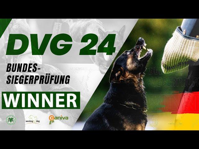 DVG BSP 2024 / Sue Chandraratne / Stylish Motion's Apple / 98 Points / Protection / working-dog