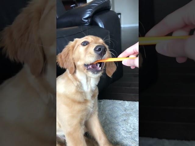 Ellie loves to have her teeth brushed,good girl. #goldenretriever  #puppy  #doglover  #teethcleaning