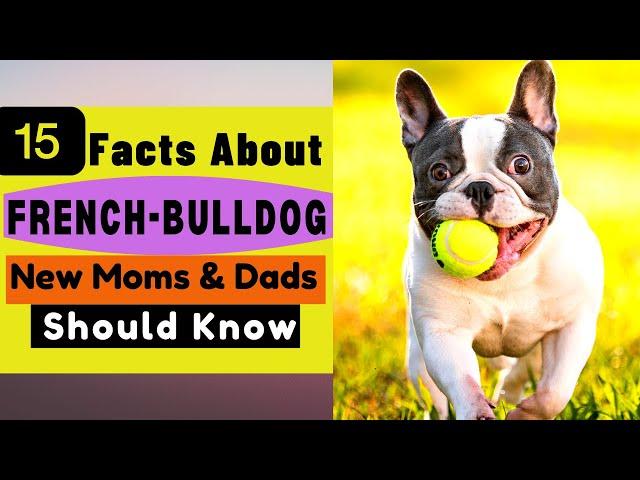 15 Important Facts About FRENCH BULLDOG All New & Prospective Owners Should Know!