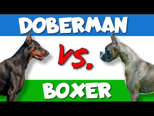 Dobermans vs. Boxers: Which Breed is Better?