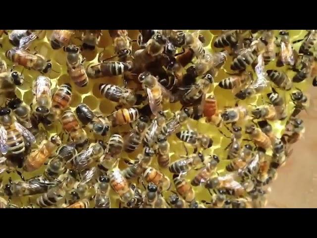 Bees 10 hours, bees buzzing, bee noises, bee sound, beehive sound, beehive noise, bee white noise