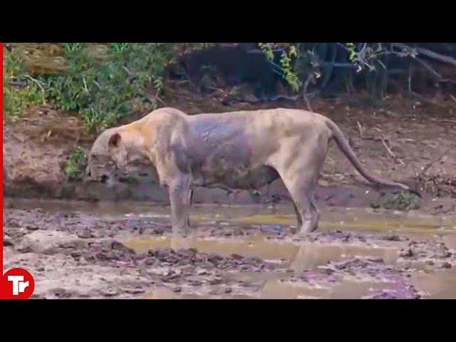 Look What Happened to This Lion after Getting Bitten by a Black Mamba