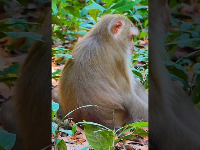 Hak Han MDJ Enjoy Watching Abandon Baby Monkey - Daily Wildlife Monkey #Lucie #Leo #Rainbow #Jovi