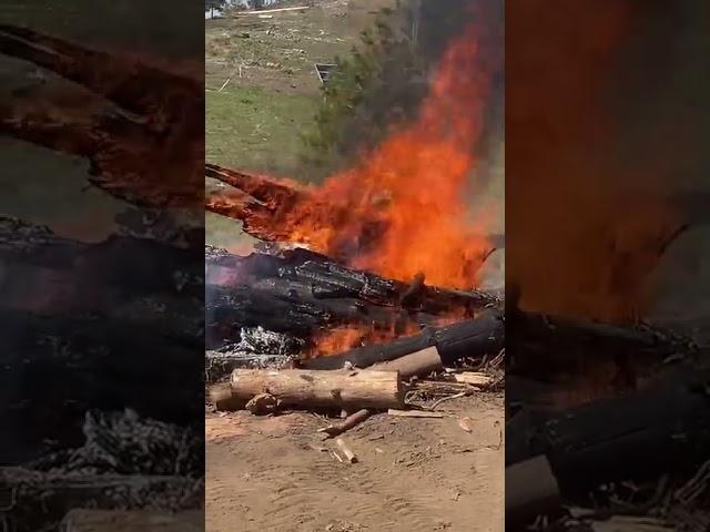 Getting rid of the dead brush and logs before wildfire season. #burnpile #fuelreduction