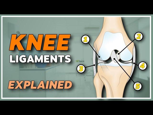 The 5 knee stabilizing ligaments - anatomy and function explained