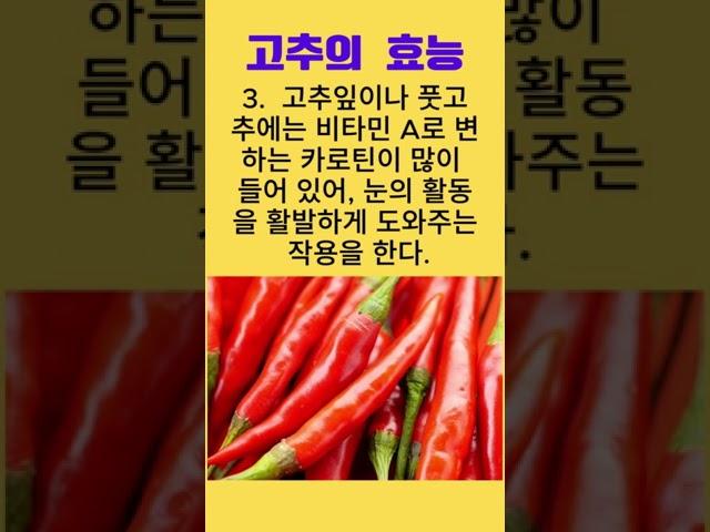 고추의 효능  #고추 #궐채 #건강정보 #건강식품 #100세건강