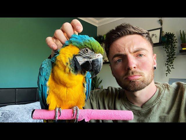 Rehoming a parrot, The first 24 hours! | PROJECT BLUE AND GOLD MACAW