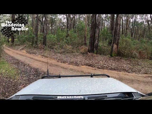 Taylors Creek Road Campground - Eildon NP - Victoria