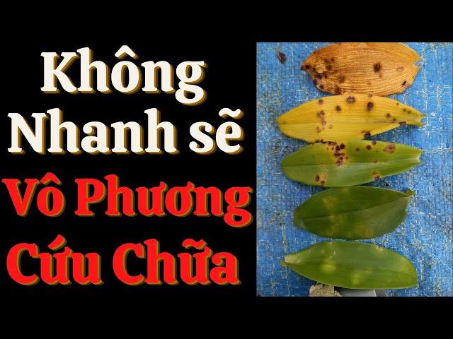 Cach Chữa Bệnh Rỉ Sắt, Thán Thư, Vàng Lá Cho Hoa Lan | Đức Hoa Lan