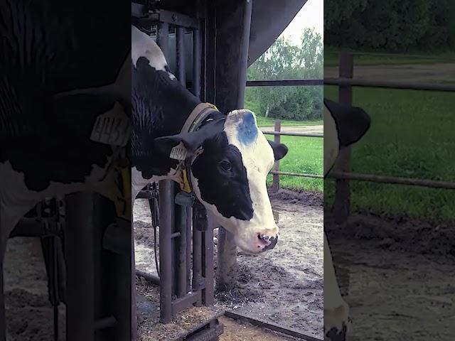 Краска спрей RAIDEX #ветеринар #корова #ферма #животные #hooftrimming #hoof #сельскоехозяйство #крс