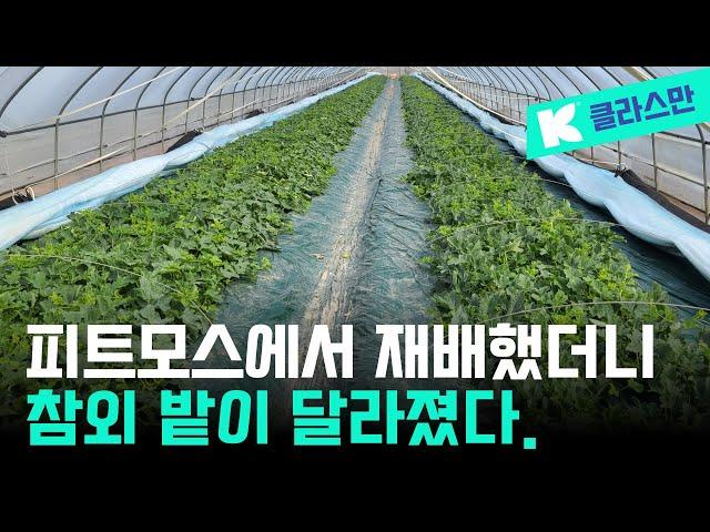 피트모스에서 재배했더니, 참외 착과량이 달라졌다. 경북 성주 참외밭에 다녀왔습니다. 세계 1위 토양 교체 전문 회사 _ 클라스만 데일만 _ #클라스만 #피트모스 #프렉션피트