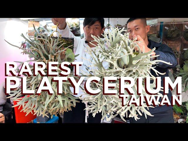 Discovering Taiwan's Spectacular Rare Platycerium Collection @shijak0526 | Staghorn fern tour