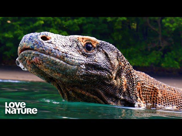 Komodo Dragons Share Turtle's Shell | Dawn to Dusk 105