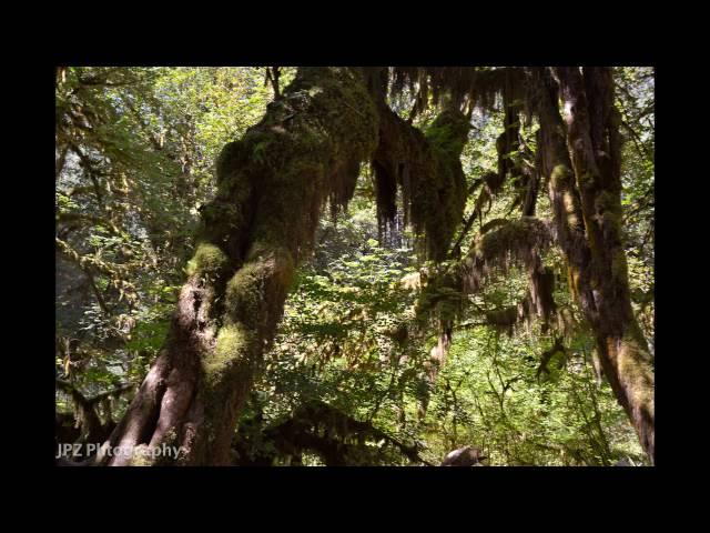Olympic National Park Hoh rainforest