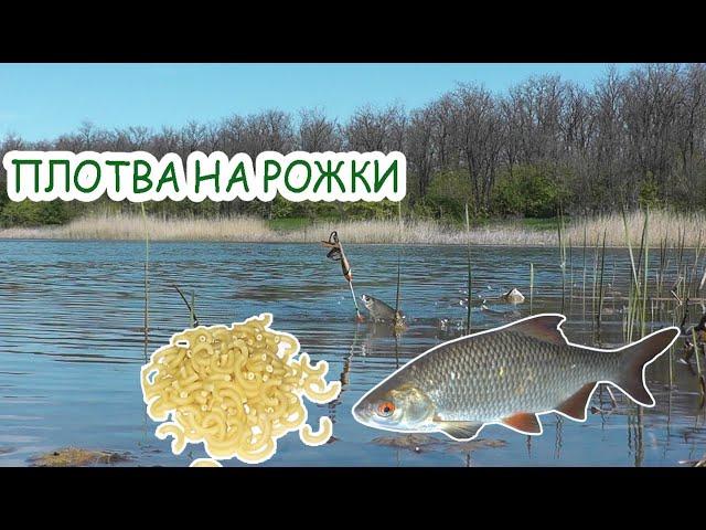 Рыбалка на плотву / Крупная плотва на рожки / рыбалка на поплавок
