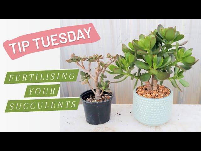 Tip Tuesday: Fertilising your Succulents