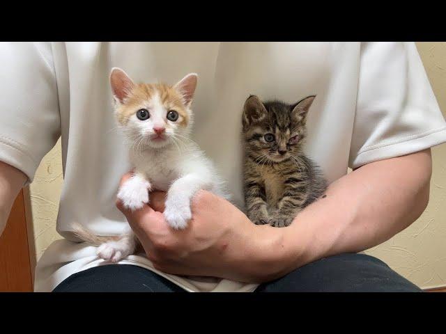 保護した生後1ヶ月の子猫が緊急で入院することになりました。