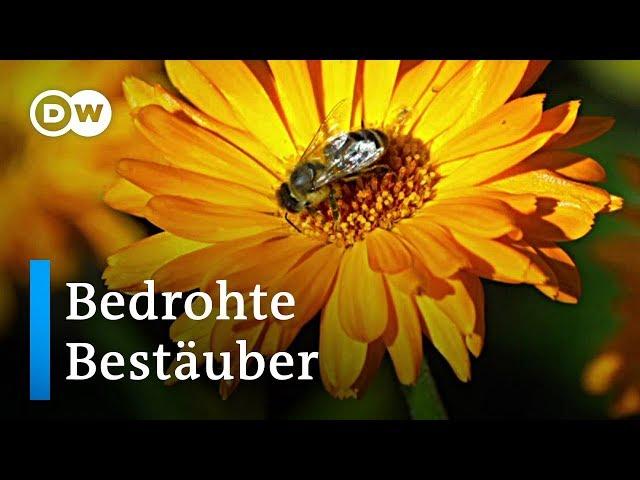 Zu Besuch bei Blüten: Bedeutung und Bedrohung von Bestäubern | Wissen & Umwelt