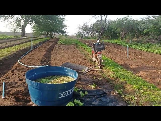 #agricultura família  sítio lagoinha