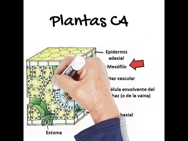 Las plantas C4 EN 1 MINUTO #biología