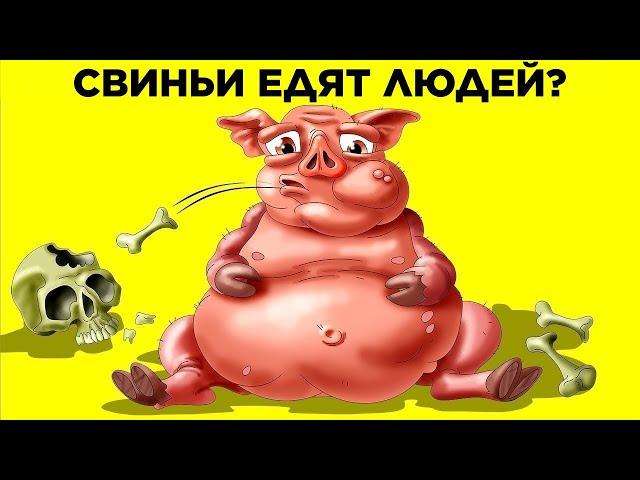 Свиньи Едят Людей? Парад Фактов: Животные