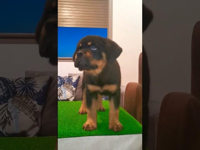 My Breeding ️ Baby Rottweiler