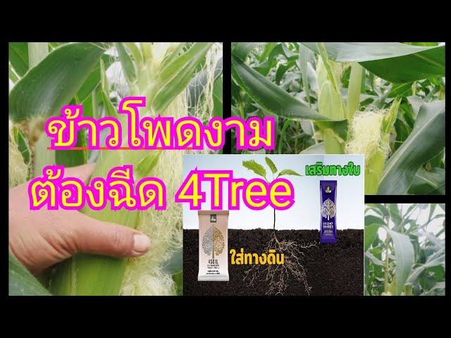 ข้าวโพด โตไว เขียวดี ฉีด 4tree โทร 063-5164500