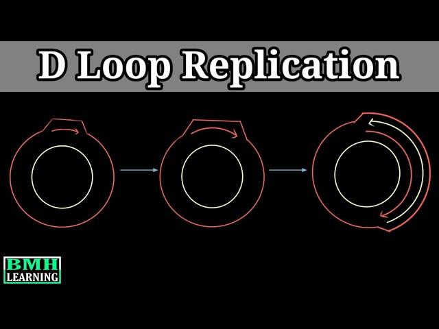 D Loop Replication | Mitochondrial DNA Replication |