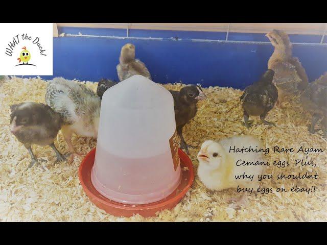 Hatching Rare Ayam Cemani eggs (and eBay Egg disaster)