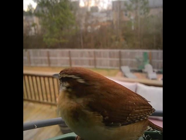 backyard birds #birds #birdsofpreyaroundtheworld #wildlife #birdsounds