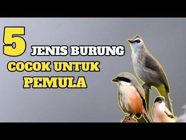 5 Jenis Burung Kicau Yang Cocok Untuk Pemula lengkap dengan Harganya