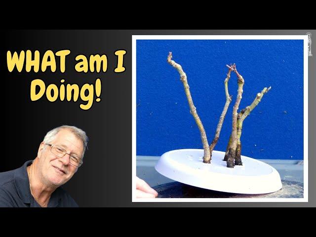 How to get plated roots on my Japanese Maple Bonsai Group.