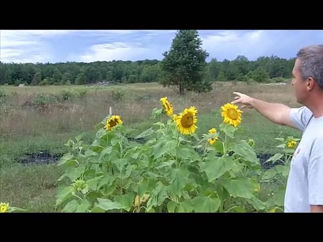 Field Test Biochar with Corn and Sunflowers (final)