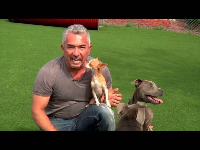 Cesar Millan Explains: Little Dogs Playing with Big Dogs