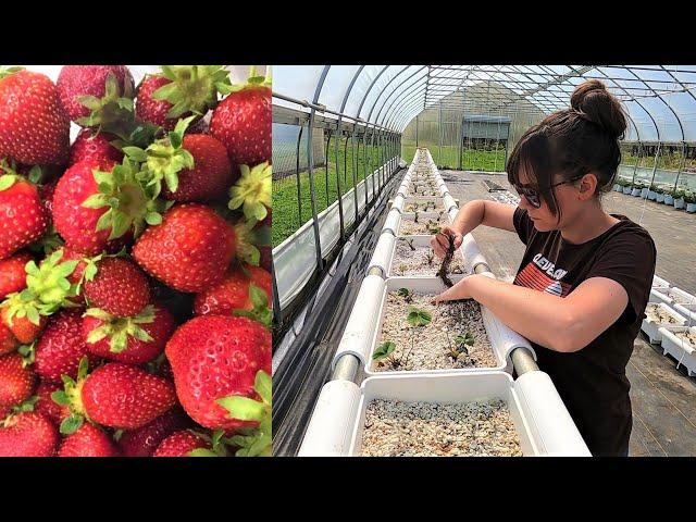 Hydroponic Strawberries - Off to a Good Start