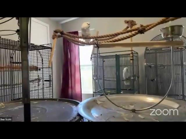 2023/06/19 Live | Cockatude: Cockatoos with Attitude | The Chloe Sanctuary for Parrots and Cockatoos