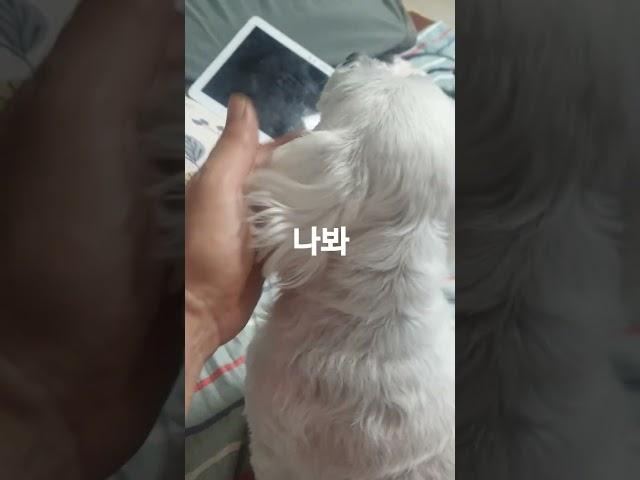 태양아 나봐