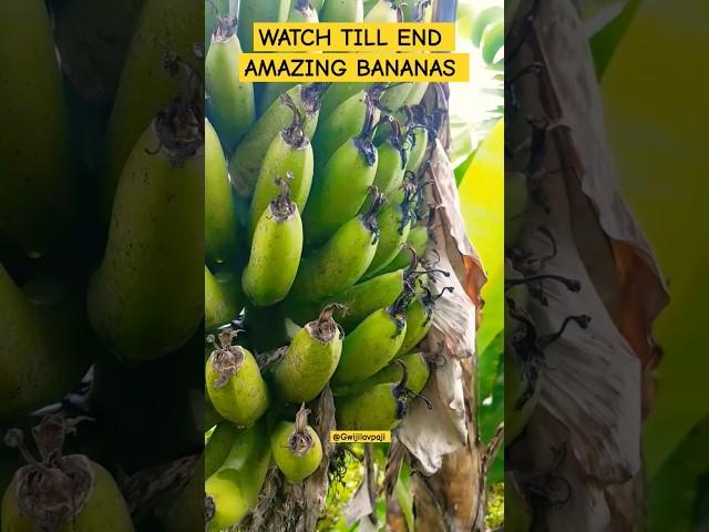 WHAT A BANANAS  #nature #viral #banana #funny #shortsfeed #reggae #love #mwakaleli #gwijilavpaji