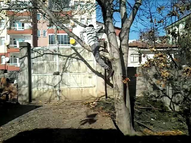Ağaca tırmanma ca