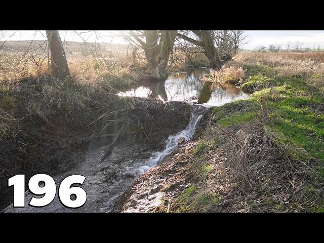 Two Beaver Dams - Beaver Dams Removal With Excavator No.196