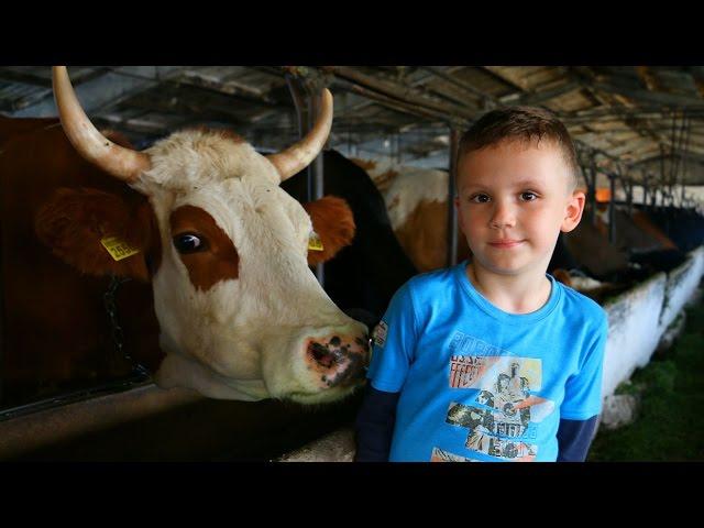 We go to the cowshed in the village of Ukraine