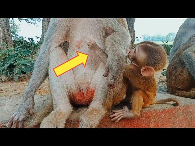 Hungry baby monkey trying milk your mother