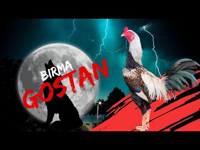 Keistimewaan Ayam Birma  gostan dalam dunia ayam