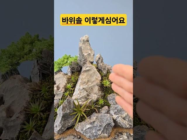 바위솔 이렇게심으면 배수잘되고 좋아요 석부작수강 작품 #바위솔 #용설