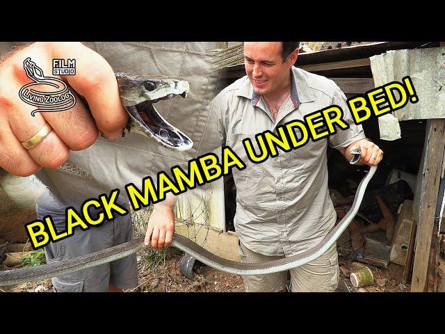 Venomous Black mamba rescues in South Africa, deadly snake under kid's bed, Nick Evans in action