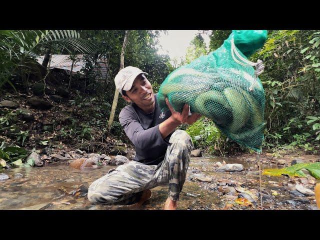 Sông Đồng Nai Cá Chạch Lấu Rất To / Fishing in the wild jungle