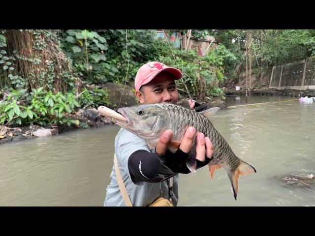 TERNYATA AIR KERUH SETELAH HUJAN MOMEN IKAN BESAR MAKAN‼️